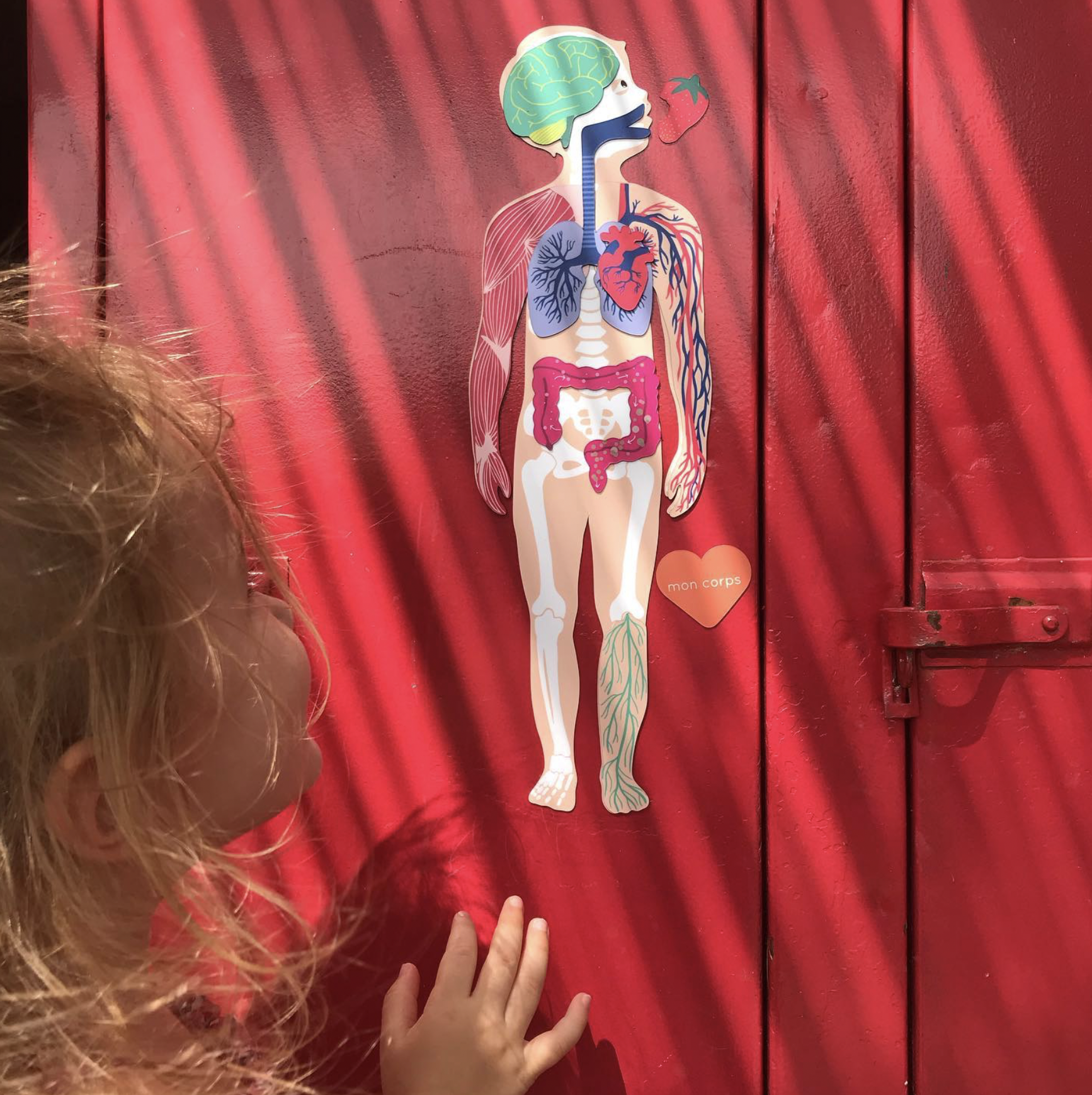 Jeux magnétique - Le Corps Humain