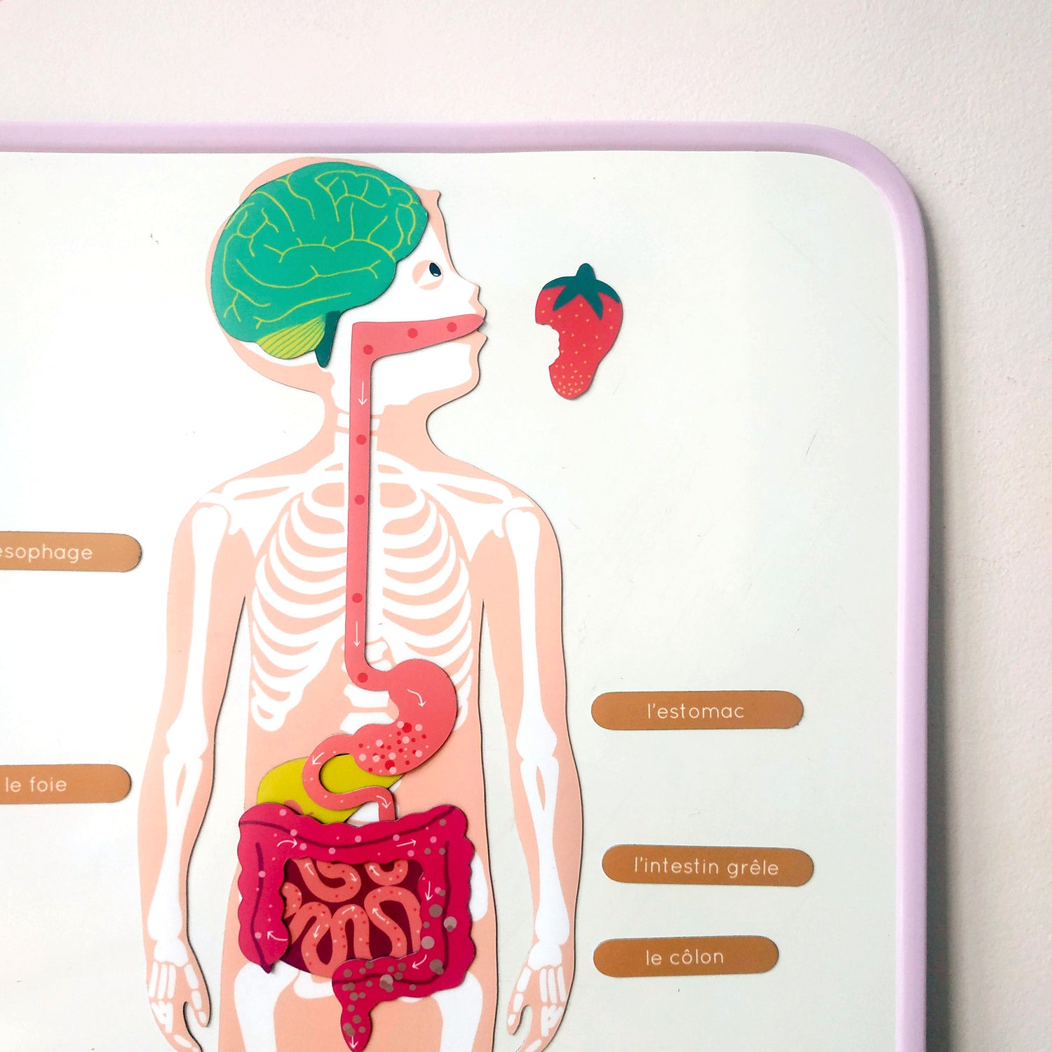 Jeux magnétique - Le Corps Humain