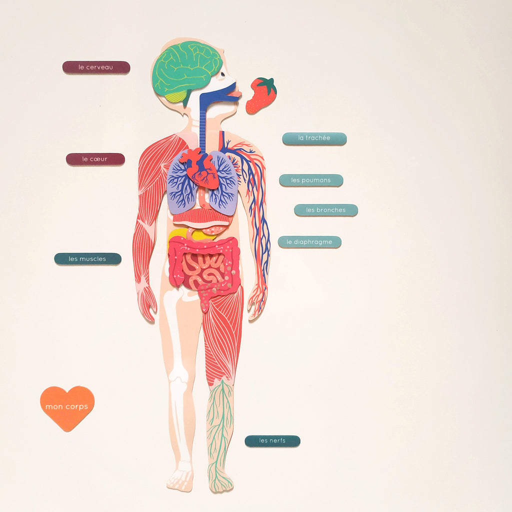 Jeux magnétique - Le Corps Humain