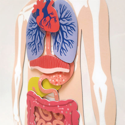 Jeux magnétique - Le Corps Humain