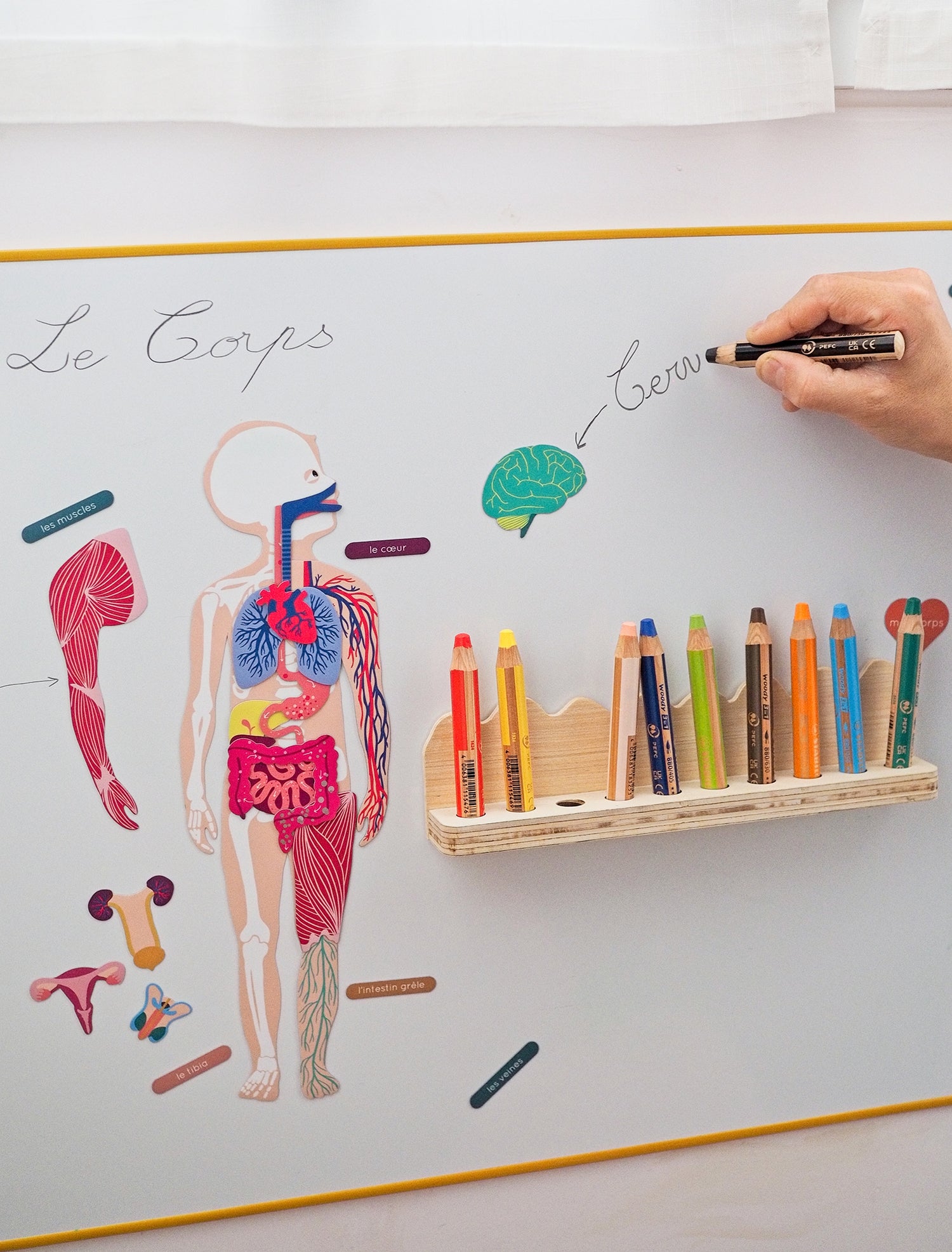 Jeux magnétique - Le Corps Humain