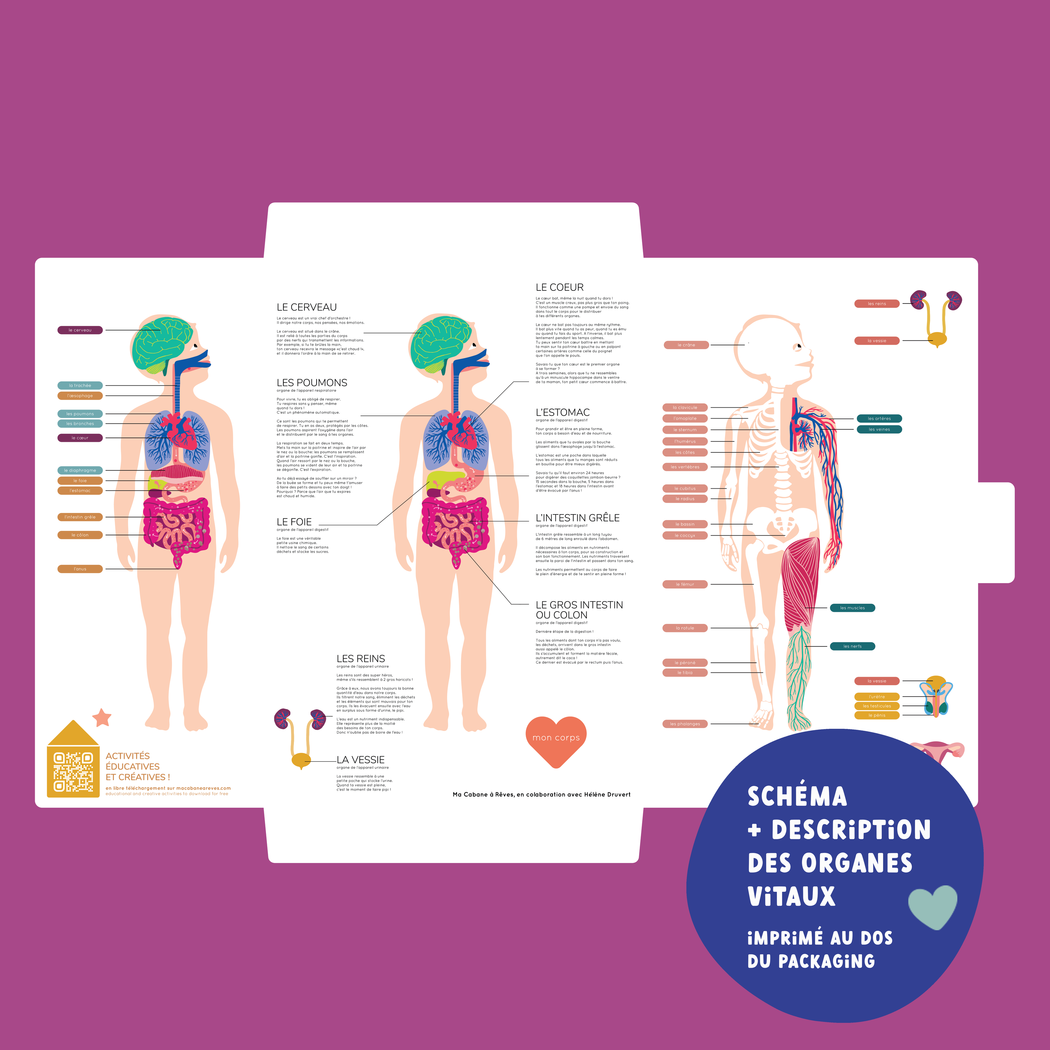 Jeux magnétique - Le Corps Humain