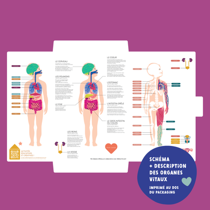 Jeux magnétique - Le Corps Humain