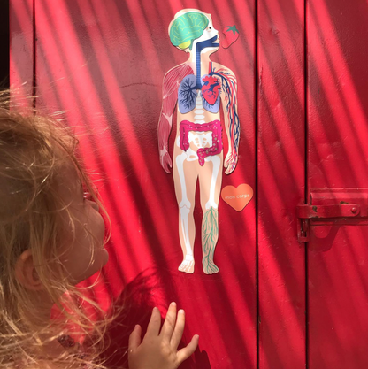 Jeux magnétique - Le Corps Humain