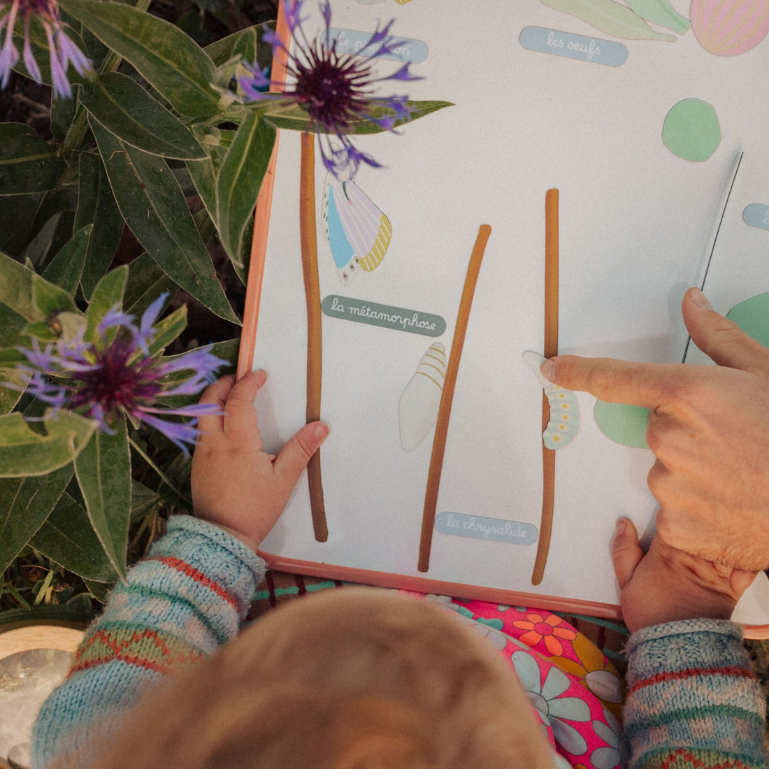 Jeu magnétique - Le Cycle de vie d’un Papillon
