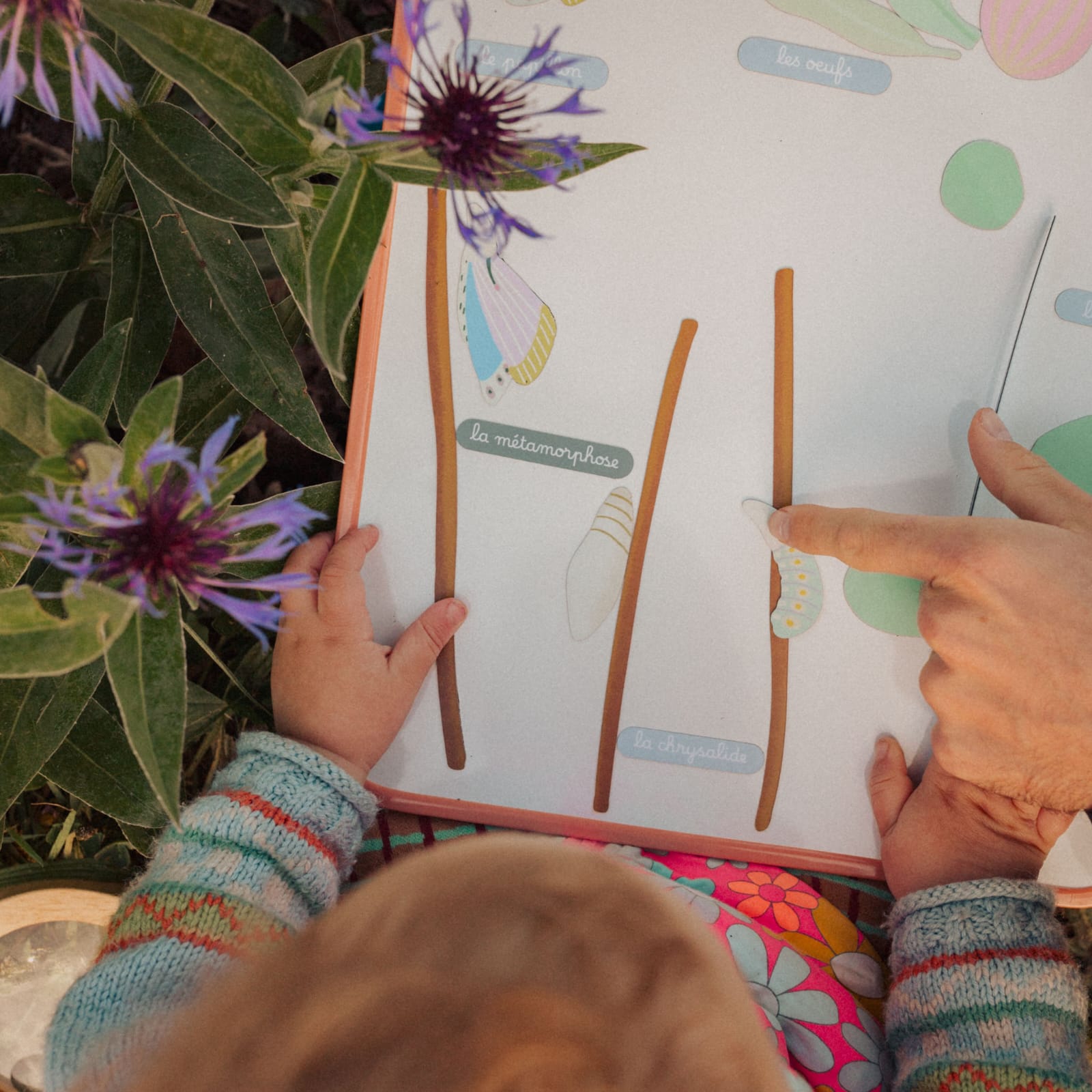 Jeu magnétique - Le Cycle de vie d’un Papillon