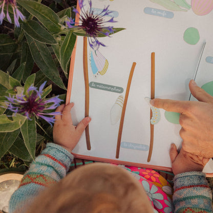 Jeu magnétique - Le Cycle de vie d’un Papillon