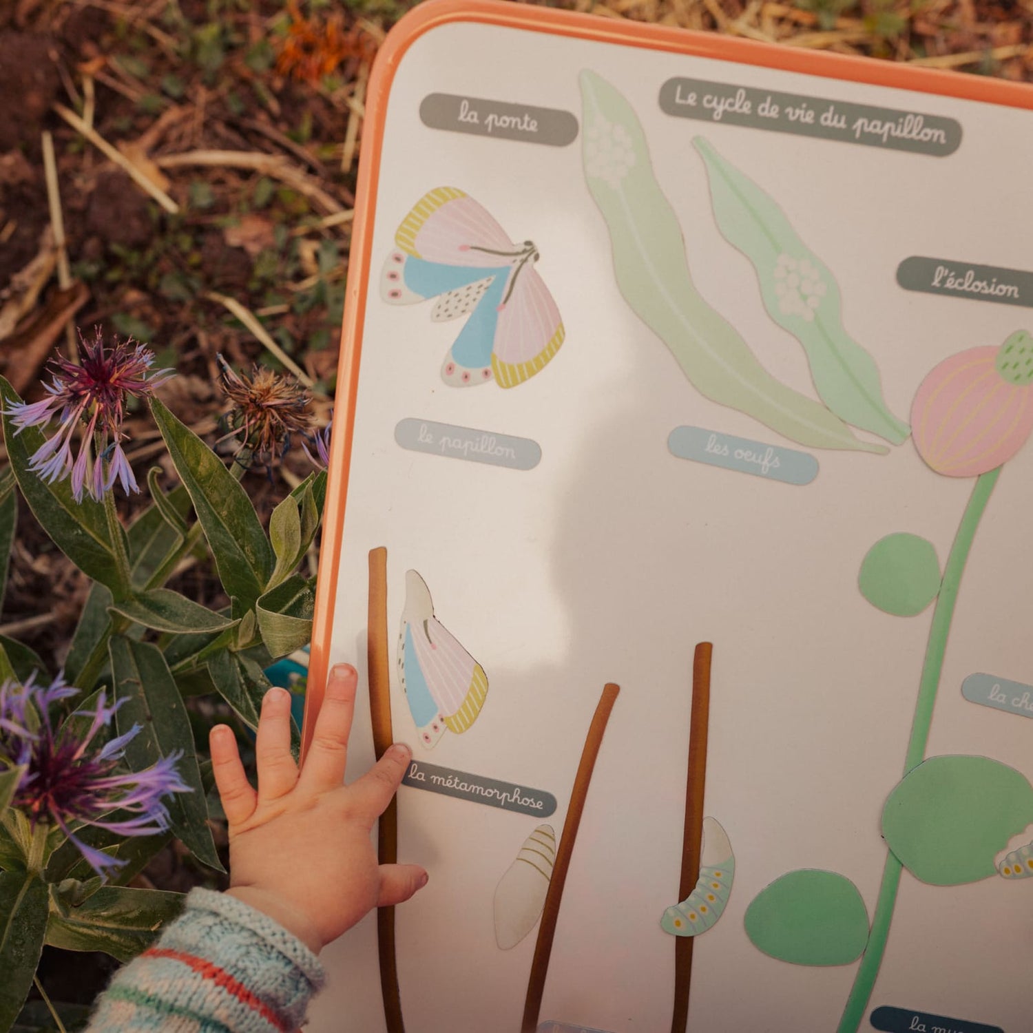 Jeu magnétique - Le Cycle de vie d’un Papillon