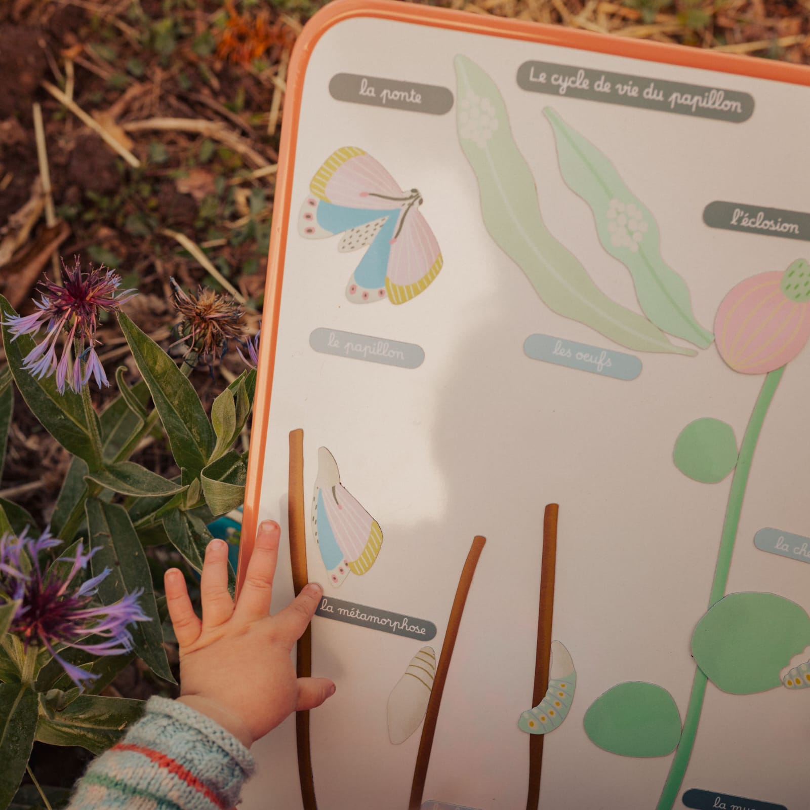 Jeu magnétique - Le Cycle de vie d’un Papillon