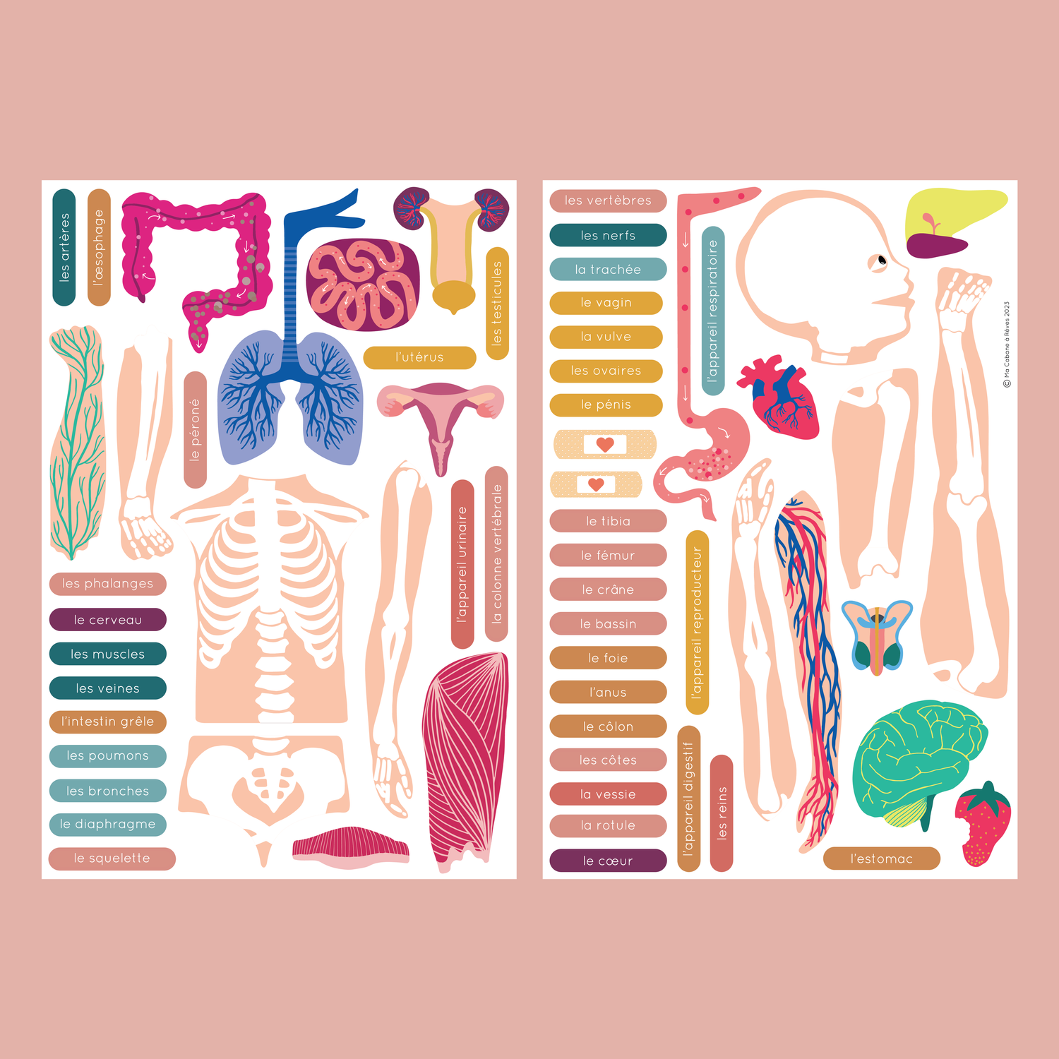 Jeux magnétique - Le Corps Humain