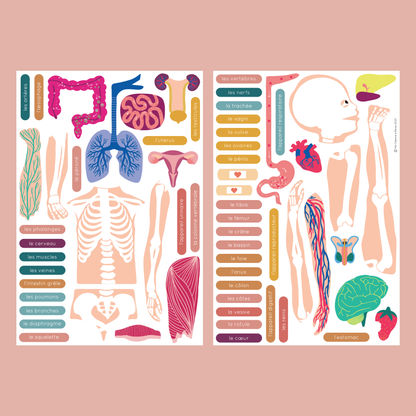 Jeux magnétique - Le Corps Humain